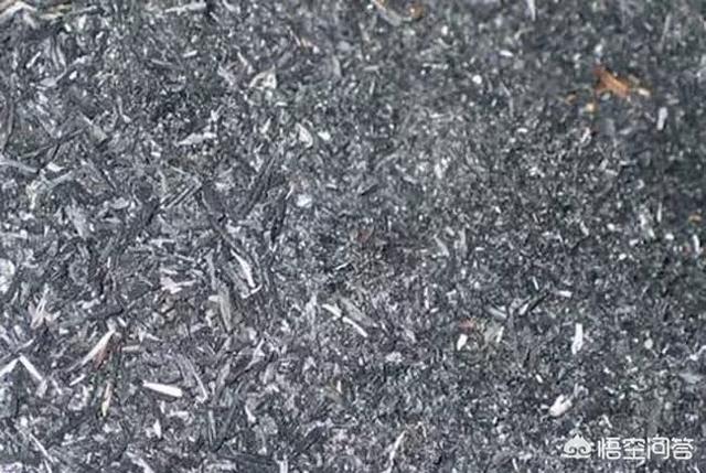 农村里种植马铃薯,为什么要在马铃薯块上裹上草木灰?