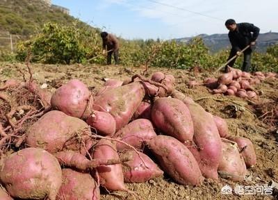 种植红薯,如何合理的使用钾肥?
