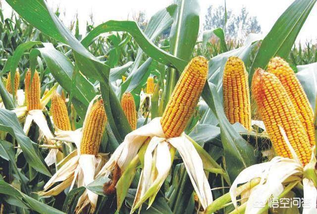 种植玉米一亩地要投资多少钱?散户和种田大户一样吗?