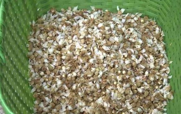 白枇杷花茶怎么泡 白枇杷花茶的功效与作用