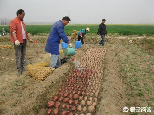 红薯在什么时候育苗最合适？