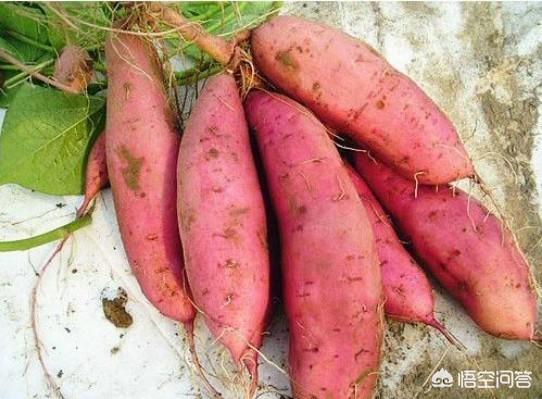 红薯在什么时候育苗最合适？