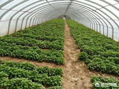 红薯在什么时候育苗最合适？