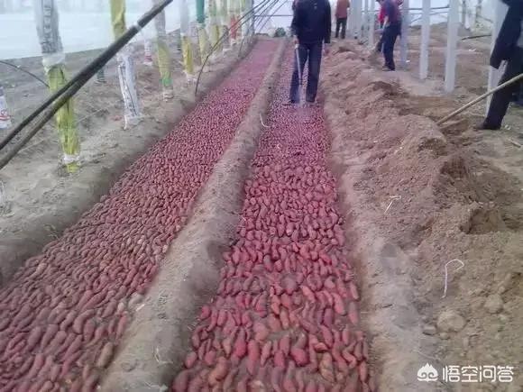 红薯在什么时候育苗最合适？