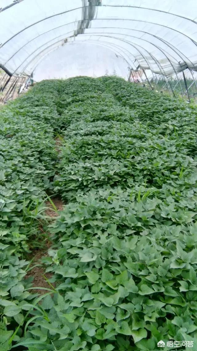 红薯在什么时候育苗最合适？