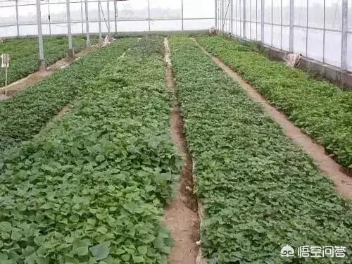 红薯在什么时候育苗最合适？