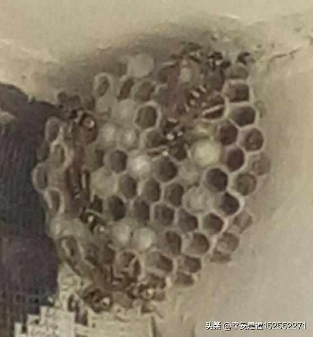 农村俗语“七月蜂八月蛇，九月黄鳝惹不得”是什么意思？为何不能惹？