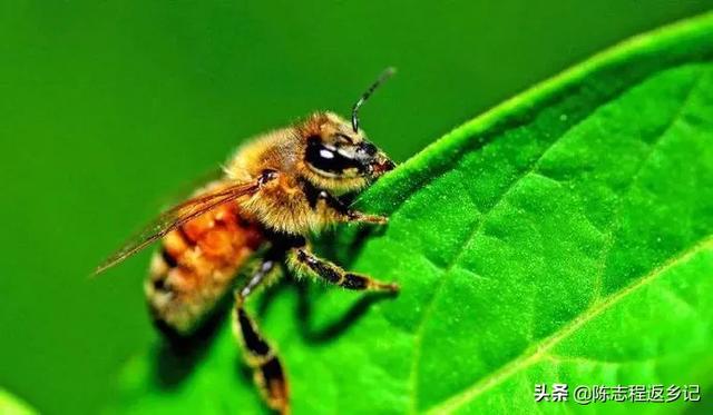 农村俗语“七月蜂八月蛇，九月黄鳝惹不得”是什么意思？为何不能惹？