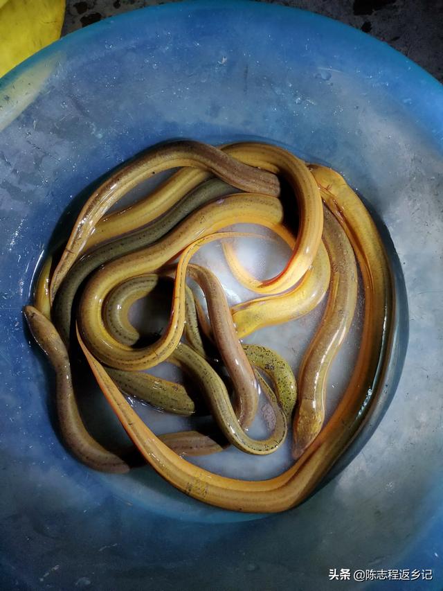 农村俗语“七月蜂八月蛇，九月黄鳝惹不得”是什么意思？为何不能惹？