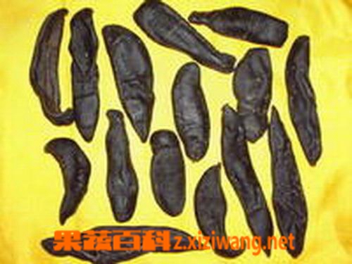 水蛭图片 水蛭的食用方法和食用禁忌