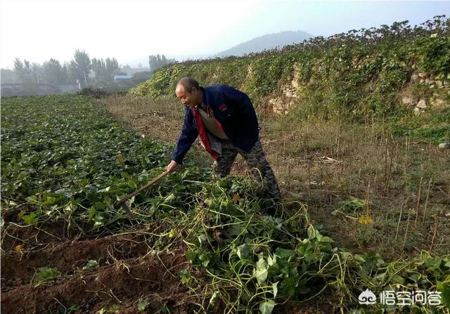 有些农民在霜降这天收红薯,那么收红薯之前红薯藤蔓怎样处理?