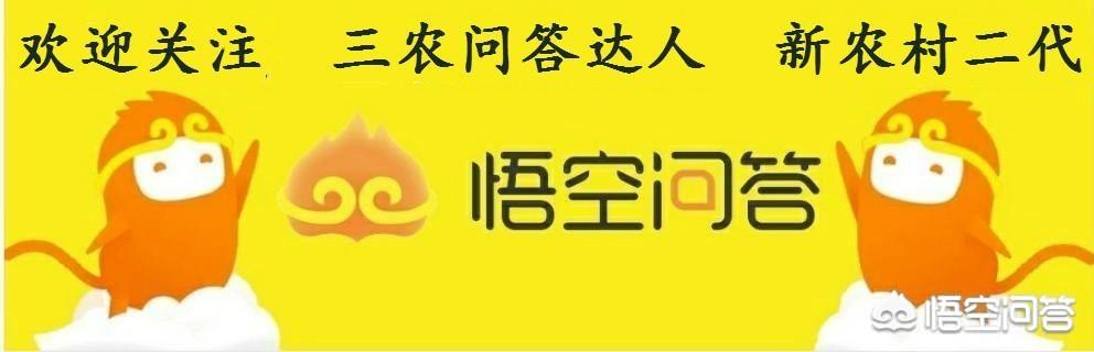 有些农民在霜降这天收红薯,那么收红薯之前红薯藤蔓怎样处理?