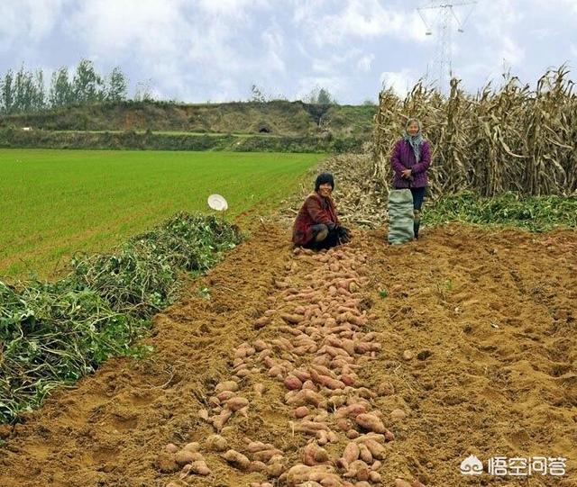 有些农民在霜降这天收红薯,那么收红薯之前红薯藤蔓怎样处理?