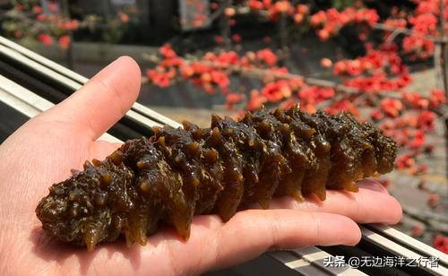 海参能放多久会过期 海参能放多久