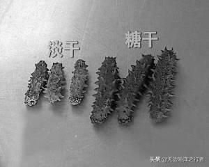 海参能放多久会过期 海参能放多久