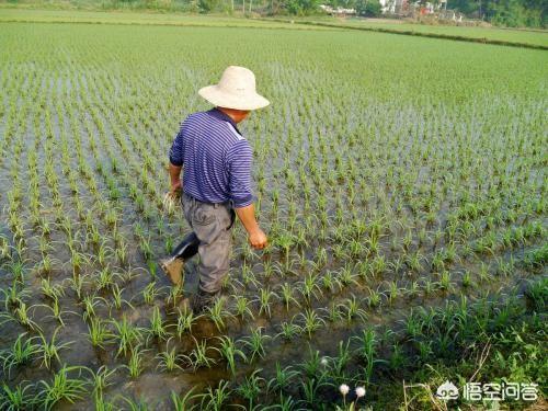 农村俗语“夏忙半个月,秋忙四十天”是什么意思?
