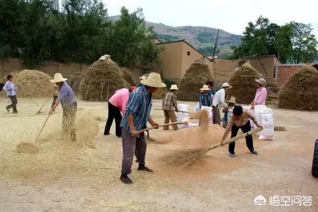 农村俗语“夏忙半个月,秋忙四十天”是什么意思?