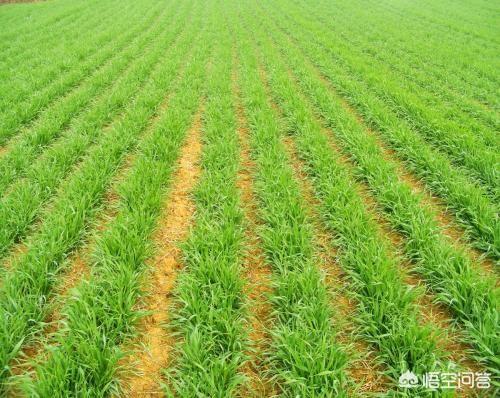 小麦的最佳播种时间是什么时候？苗期管理上，需要注意什么？