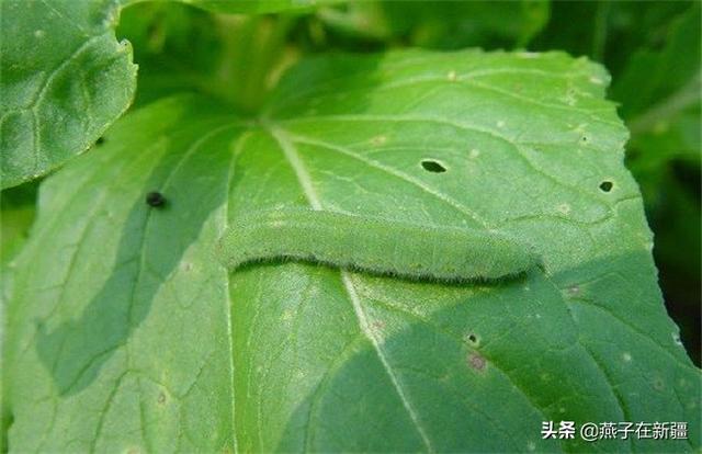 萝卜白菜上的菜青虫猖獗,又不想打农药,有什么土办法能防治菜青虫?