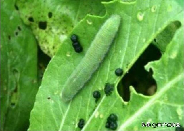 萝卜白菜上的菜青虫猖獗,又不想打农药,有什么土办法能防治菜青虫?
