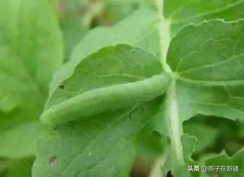 萝卜白菜上的菜青虫猖獗,又不想打农药,有什么土办法能防治菜青虫?