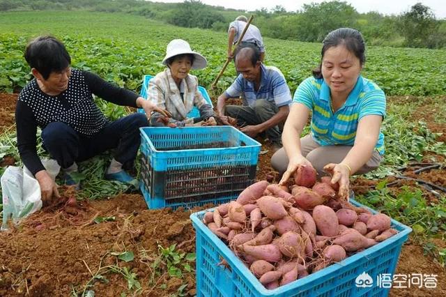 卖红薯,怎么能卖的快又利润高?