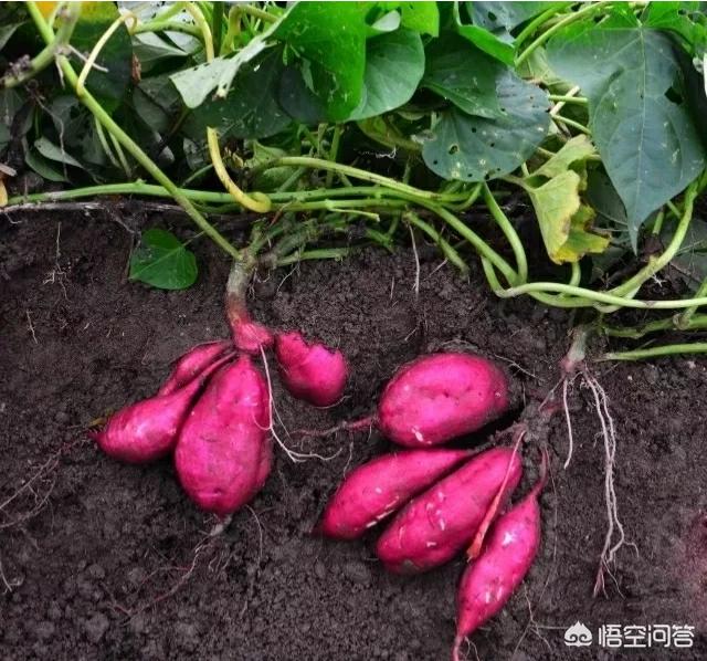 卖红薯,怎么能卖的快又利润高?