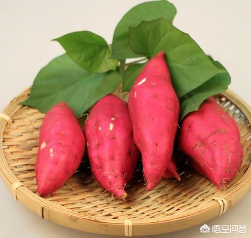 你觉得什么时候挖红薯能获得高产?为什么?
