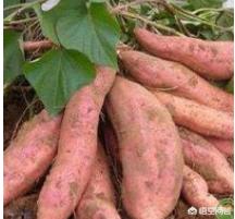 你觉得什么时候挖红薯能获得高产?为什么?