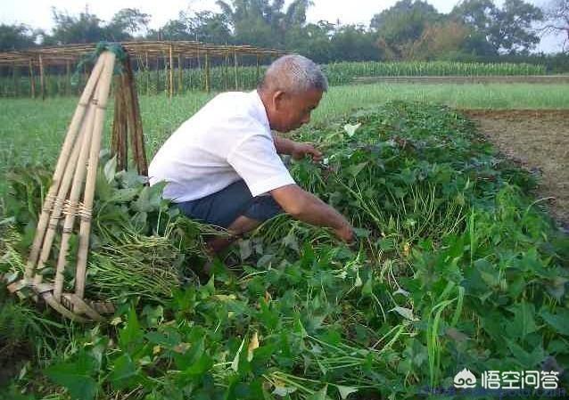你觉得什么时候挖红薯能获得高产?为什么?