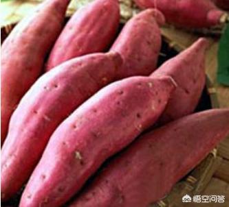你觉得什么时候挖红薯能获得高产?为什么?