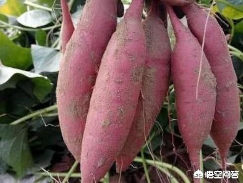 红薯在9月份能收获吗?