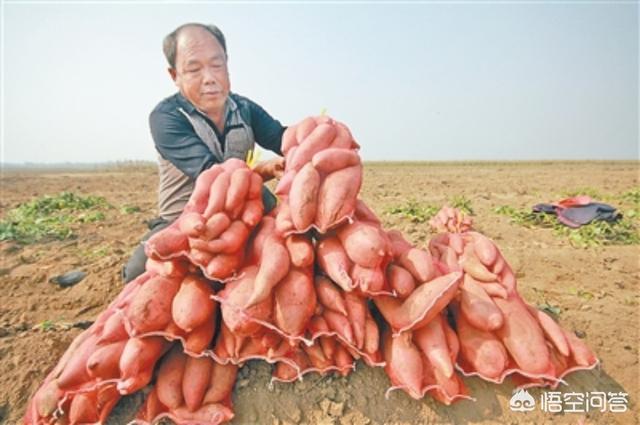 红薯在9月份能收获吗?