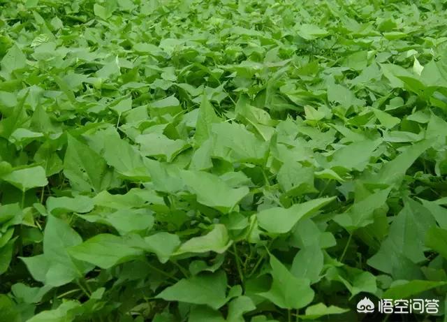 红薯在9月份能收获吗?