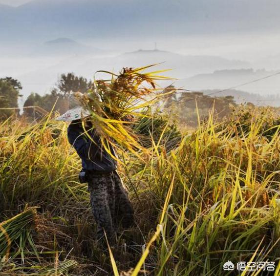近期大面积的连续降雨,对秋收农作物有哪些影响?