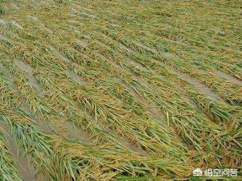近期大面积的连续降雨,对秋收农作物有哪些影响?