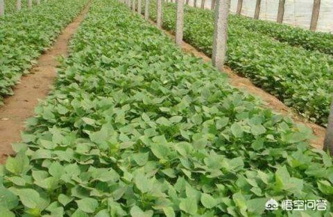 红薯品种繁多,如何选择高质量红薯品种?