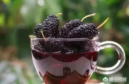 白酒泡桑葚功效与作用有哪些?