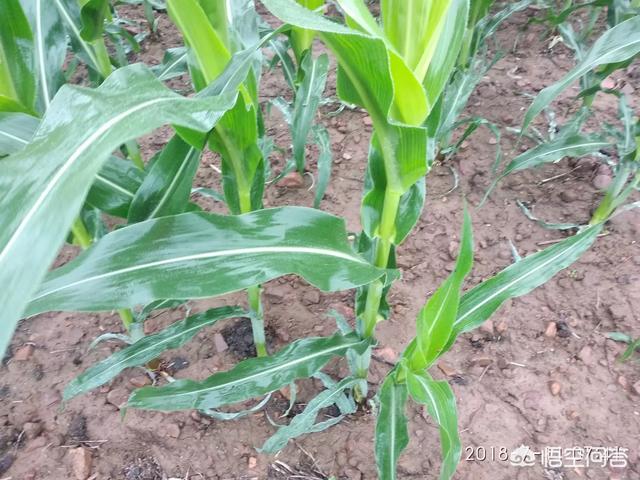 玉米根部发叉怎么办?