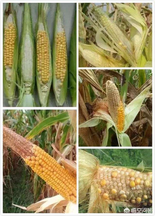 种植玉米出现空秆不结籽是什么原因?该如何防治?