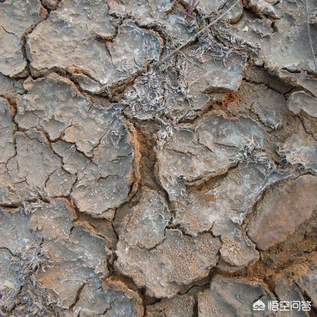 含氯的肥料便宜,但是又怕烧苗或作物品质不好,买肥料该怎么挑选?