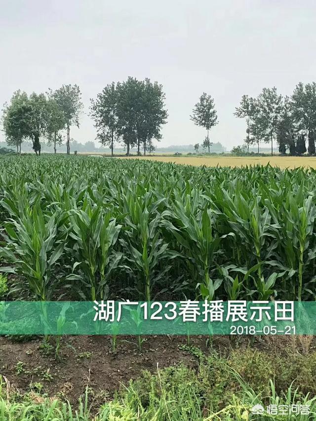 玉米打了缩节胺后不长了怎么办?