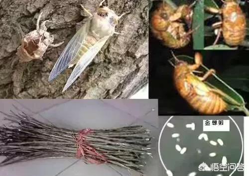 今年蝉的价格如何?蝉可以人工养殖吗?
