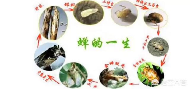 今年蝉的价格如何?蝉可以人工养殖吗?