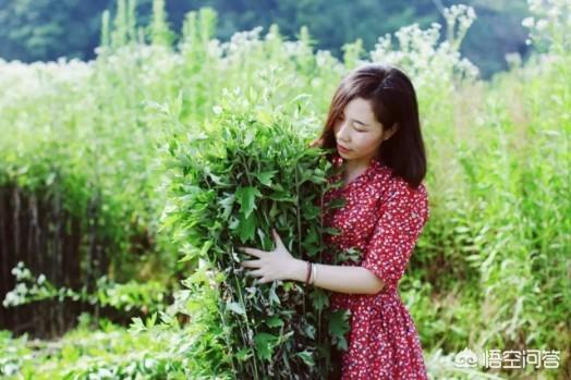 艾草煮水洗澡有什么功效？哪些人不适宜使用？