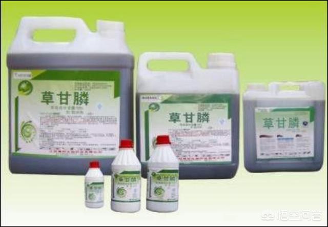 草甘膦如何使用比较好?怎样使用草甘膦不容易产生药害?