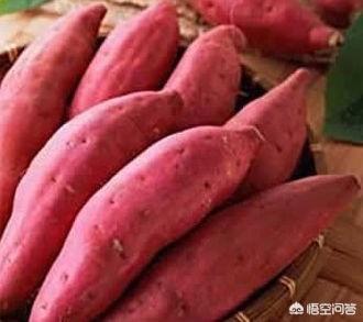 2018年下半年,河南平顶山的红薯价格怎么样?