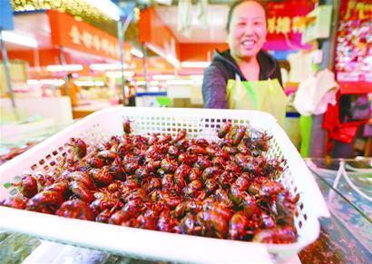 知了在什么时候才会出现?