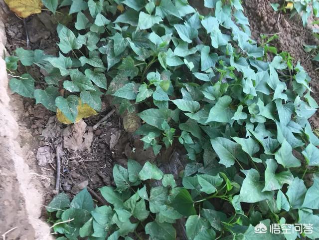 红薯翻藤控旺的时候,应该注意什么细节?