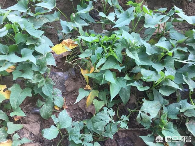 红薯翻藤控旺的时候,应该注意什么细节?